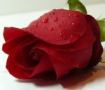 نجاة محمد احمد خيري