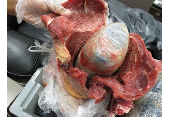 إحباط تهريب أكثر من 7 آلاف حبة ترامادول