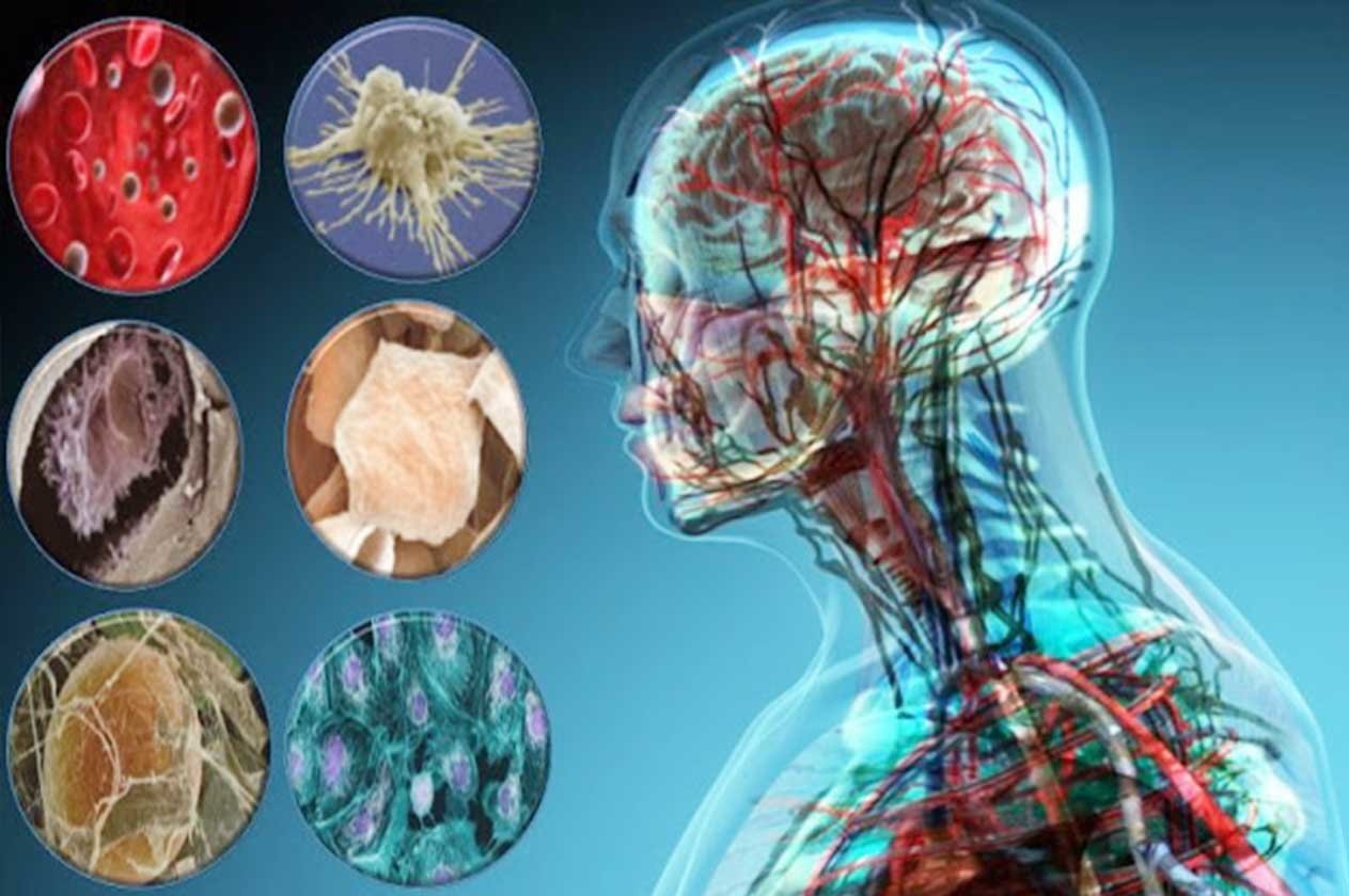 حافظ على خلاياك الدهنية من «السموم»